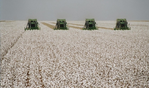 Vazio sanitrio do algodo  adiado para 1 de outubro no Mato Grosso