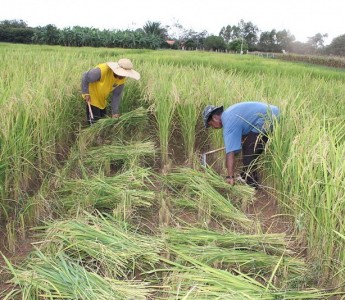 Mato Grosso lidera produo agropecuria no Pas