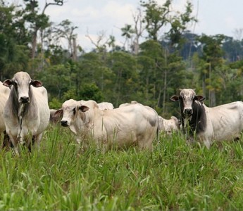 Associao dos Criadores de Mato Grosso completa 45 anos