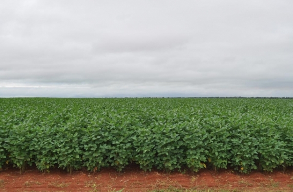 Custo da safra de soja tem alta de 18% em Mato Grosso