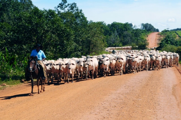 Disponibilidade de carne bovina cai em Mato Grosso