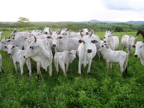 Cerca de 100 cabeas de gado so furtadas em fazenda de Tabapor.