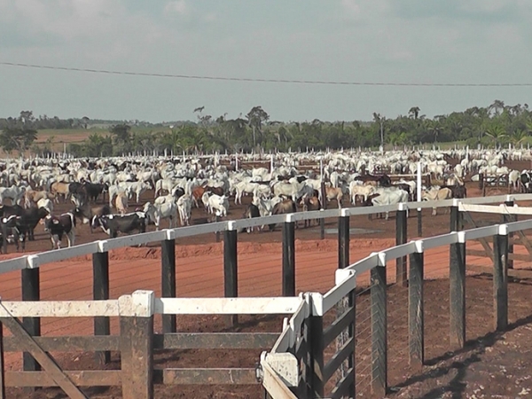 Confinamento Marca VR Unidade II gera emprego e renda para Novo Horizonte do Norte sem poluir o meio ambiente.