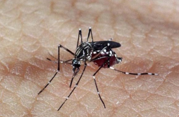 Ministrio da Sade confirma relao entre vrus Zika e microcefalia