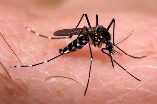 Governo de MT cria fora-tarefa para combater o mosquito Aedes aegypti