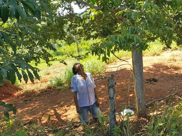 Mulher comete suicdio por enforcamento na margem da estrada do lixo em Juara.