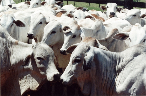 Mato Grosso cria o Instituto Mato-grossense da Carne