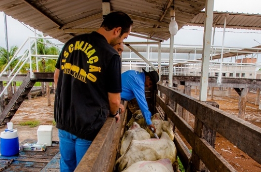 Sedec e Indea lanam campanha de vacinao de febre aftosa