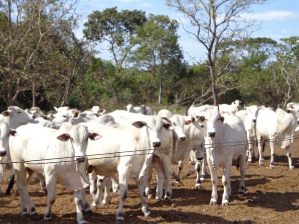 Sintap afirma que no autoriza servidores a emitirem GTAs em Mato Grosso