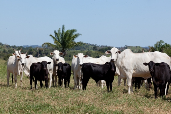 Mato Grosso tem 50% de reduo em casos de brucelose