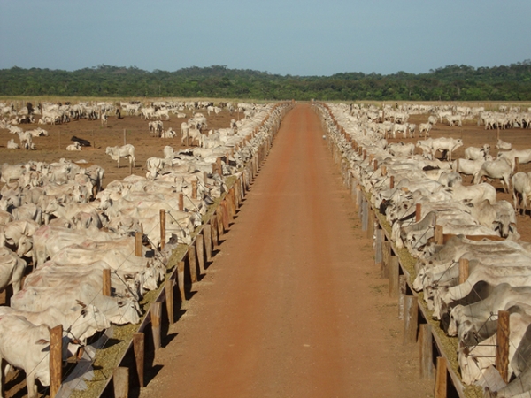 Confinamento ser 11% a 15% menor no Brasil, avalia Rally da Pecuria 2016