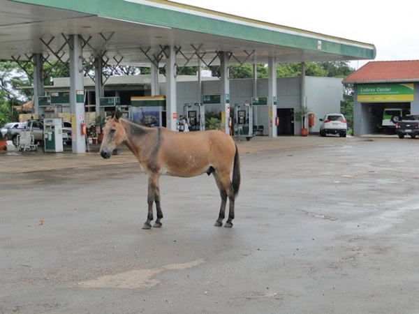 MPE ingressa com ao em prol de melhorias para 'Centro de Zoonoses'