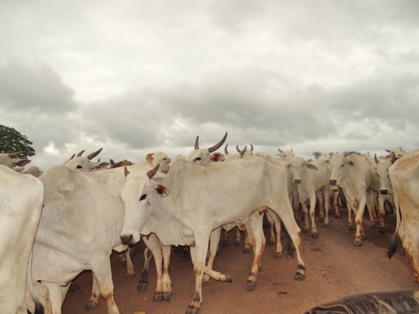 63 cabeas de gado so furtadas de fazenda no interior de Juara