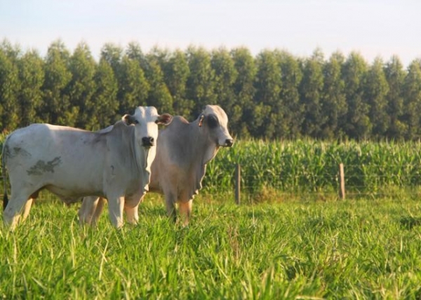 ILPF aumenta em cinco vezes a produo de carne em Mato Grosso