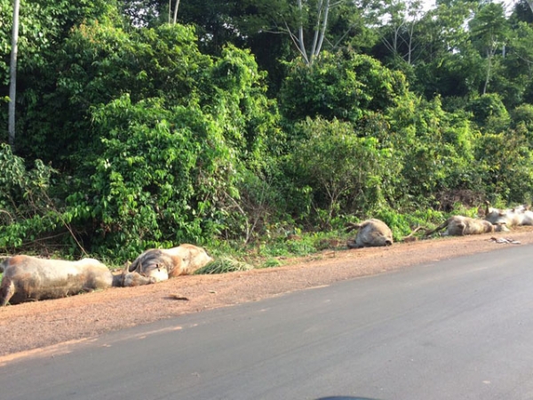 Carreta carregada com gado tomba na Rodovia do Vale e muitos animais morrem.