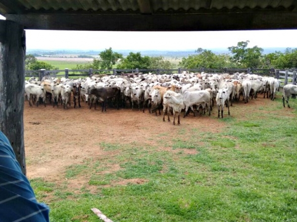 Polcia prende quadrilha e recupera 350 cabeas de gado em Brianorte