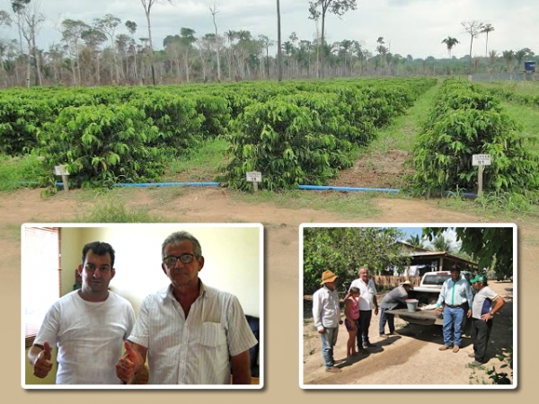 Melhorador de solo fabricado pelo Simno com p de serra acelera crescimento de cafezal em Aripuan