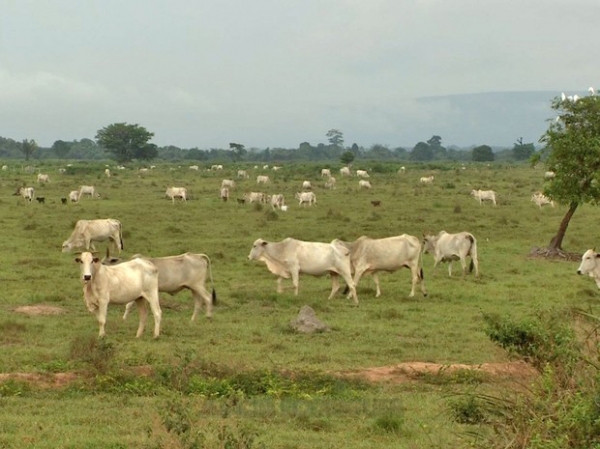 Justia acata pedido do MPE e determina busca e apreenso em fazendas do Parque Estadual Serra de Ricardo Franco