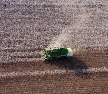 Algodo: instituto prev aumento de produo em MT, mas alerta para custos e riscos climticos