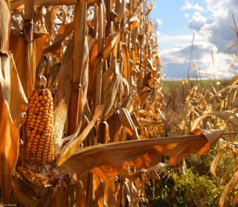 Mato Grosso encerra 2016 com a maior quebra na safra de milho j registrada