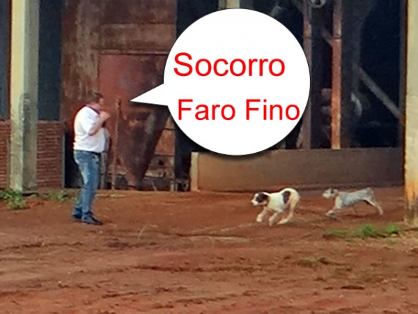 Jornalista Paulo Becker leva carreiro de cachorros e pede socorro ao Faro Fino.