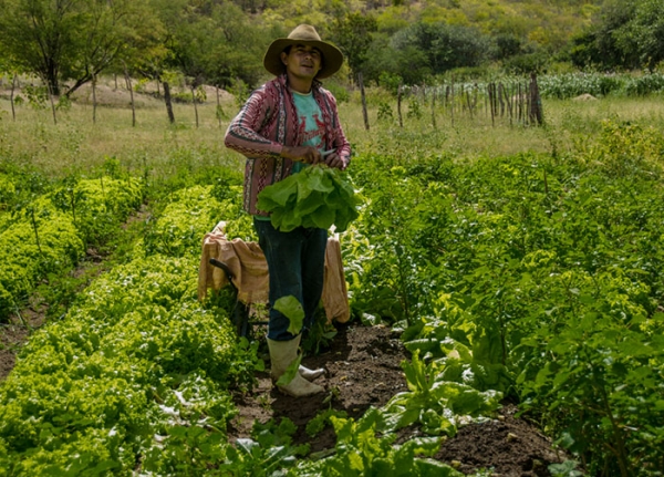 SICREDI CENTRO NORTE REGISTROU UM AUMENTO DE 38% NA OFERTA DO PRONAF EM 2016