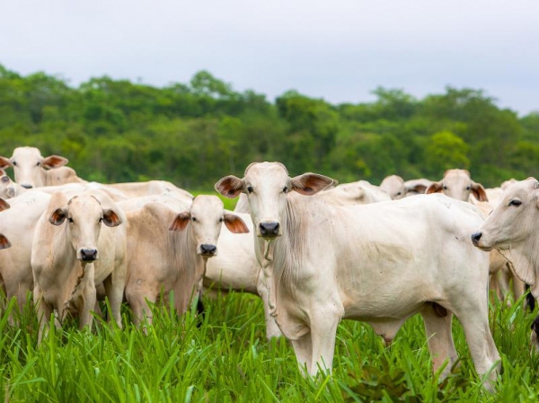 Acrimat solicita alterao da pauta do boi em Mato Grosso