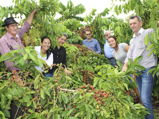 Prefeito quer implantar produo de caf em Novo Horizonte do Norte para fomentar Agricultura Familiar.