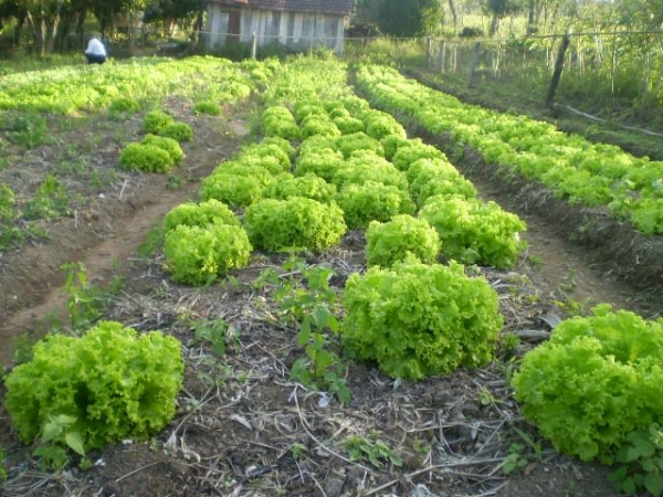 1 Frum da Agricultura Familiar de Juara ser realizado no ms de maio