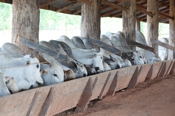 Pecuaristas esto cautelosos e inteno de confinar cai 7% este ano