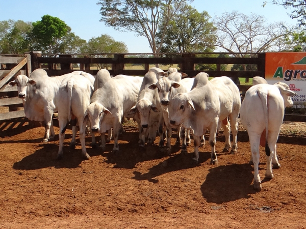 Pecuaristas investem para perodo ps-crise