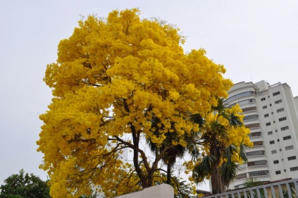 Florada de Ip transforma paisagem em Cuiab; Cerca de 300 mil rvores devem ser plantadas