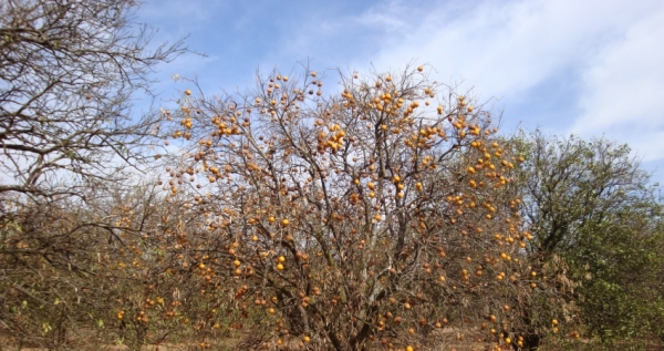 Casos de morte sbita so relatados em pomares de laranja no norte e noroeste de So Paulo