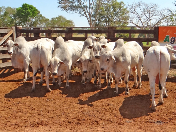 Duas fazendas de Juara esto aptas a exportar carne in natura e bovinos para abate para a Comunidade Europeia.