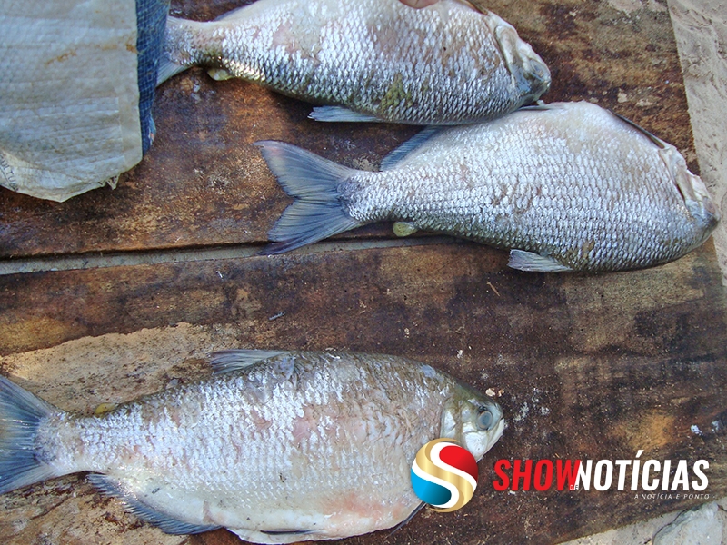 Confira dicas para comprar pescados com qualidade e segurana 