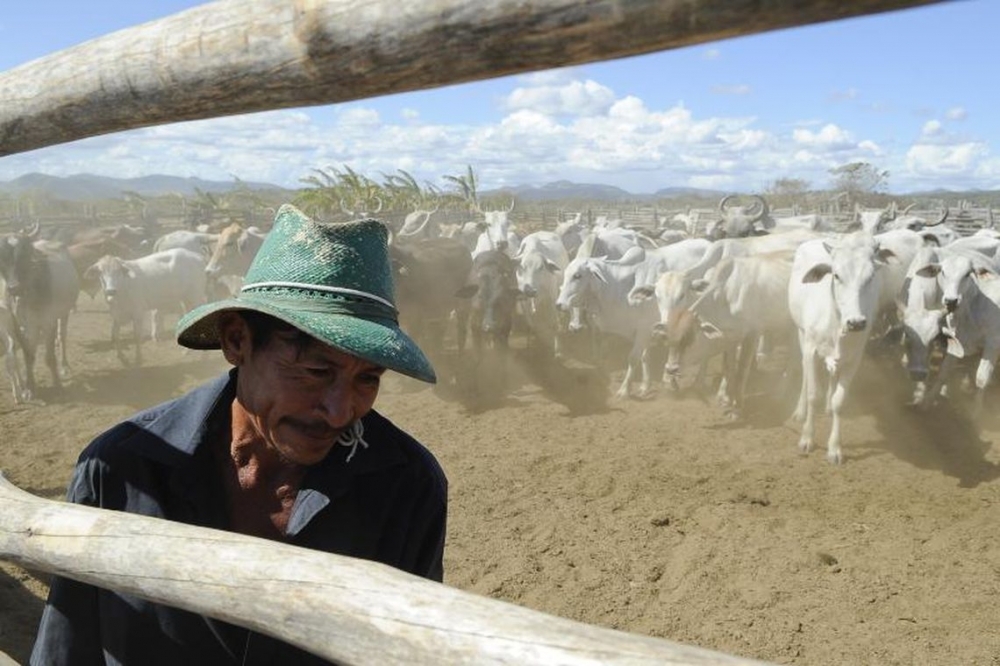 Brasil recebe certificao de pas livre da febre aftosa com vacinao