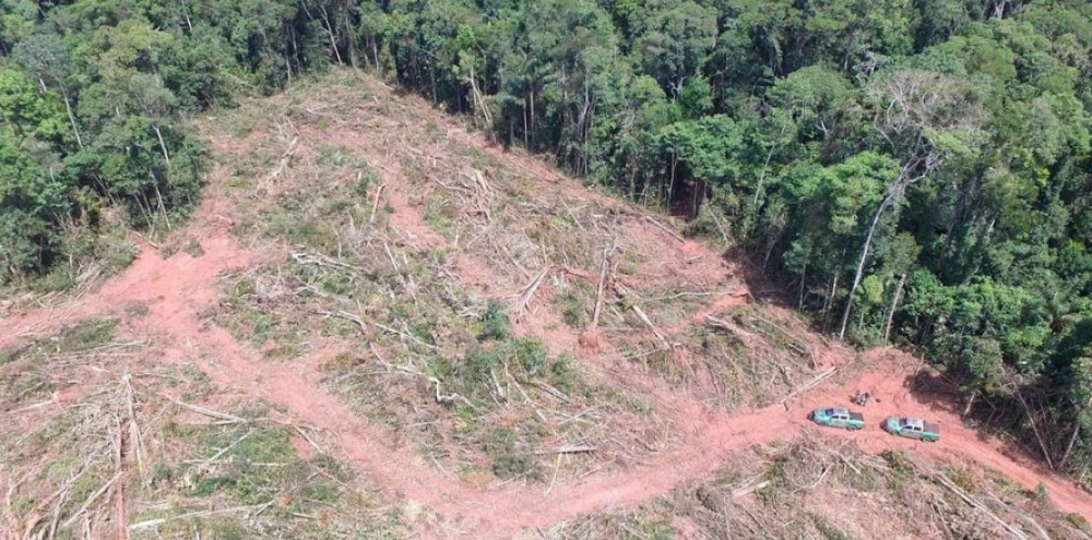 Ibama aplica multa de R$ 24 milhes por desmate ilegal de rvores ameaadas de extino em MT