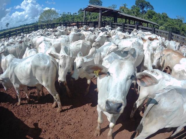 Mato Grosso vacina 99,63% do rebanho bovino e bubalino na primeira etapa de 2018 e Juara tem o 3 maior rebanho do estado