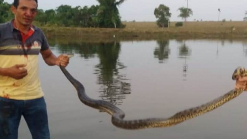 Corredor juarense  atacado, mordido no rosto e consegue se livrar de cobra sucuri em represa de Juara.