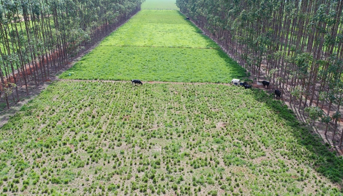 Embrapa e Coopernova expandem parceria com pesquisa e transferncia de tecnologia para ILPF, produo de biomassa e fruticultura