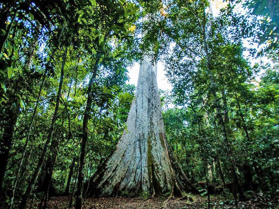 MT recebe R$ 60 milhes da Alemanha e Reino Unido por reduo nas emisses de CO2