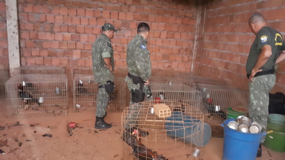 Juvam de Rondonpolis e PM fecham rinha de galo e resgatam 37 aves