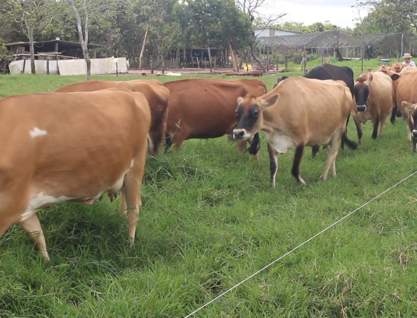 Produtores de Novo Horizonte visitam Campo Novo e voltam surpreendidos com o sucesso da produo leiteira