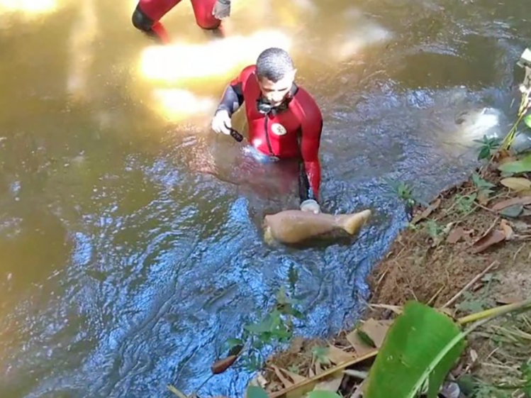 Bombeiros encontram dentro do rio, membros de homem morto e esquartejado em Porto dos Gachos.