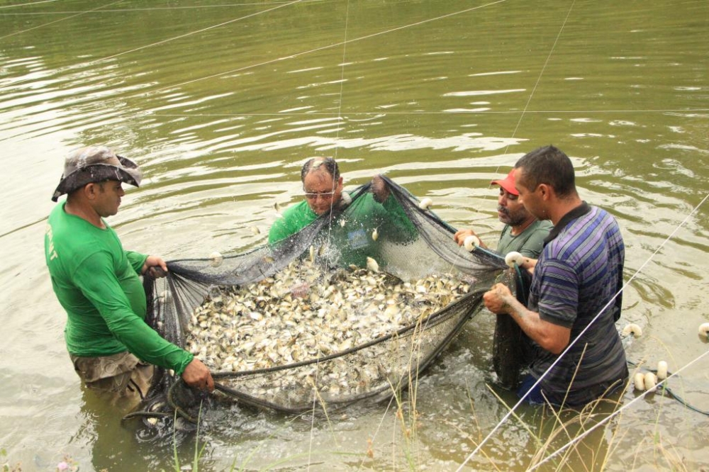 MT regulamenta licenciamento ambiental para atividades de aquicultura