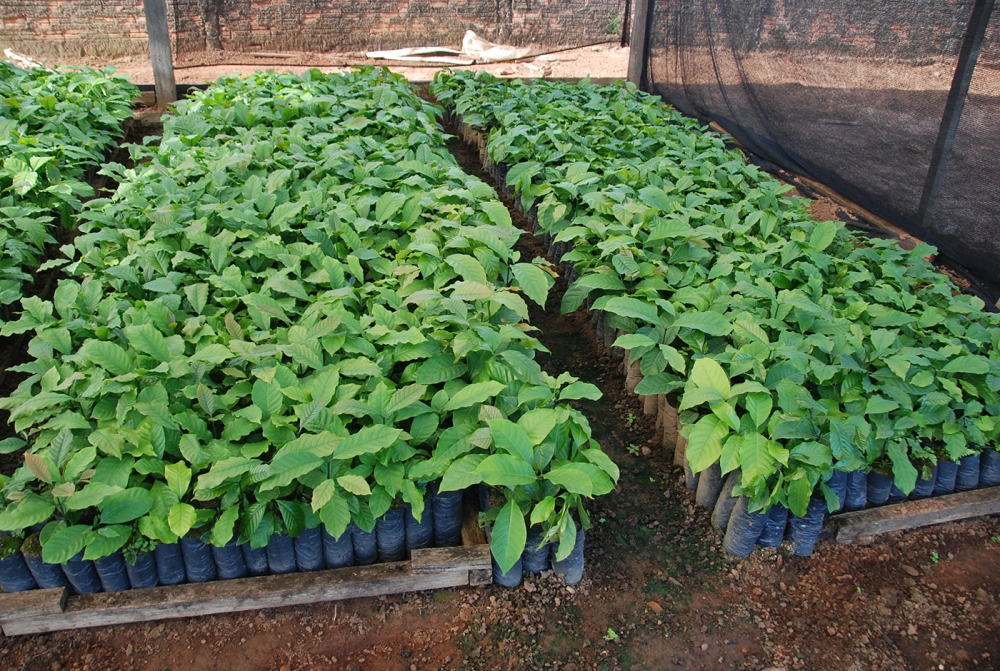 Secretaria de Agricultura e Empaer produzem mudas de caf para pequenos produtores rurais.