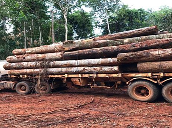 Ao conjunta apreende 650 metros cbicos de toras de madeira de lei em Porto dos Gachos