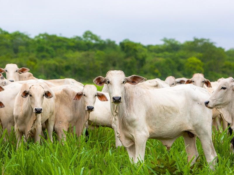 Leiles de bens provenientes de trfico de drogas e lavagem de dinheiro somam quase R$ 8 milhes