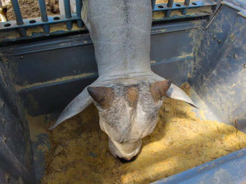 Cadeias de produo de raes e de protena animal tm absorvido parte dos custos para no repassar  ponta consumidora