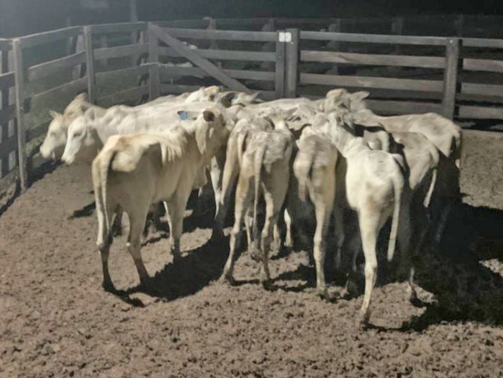 Atualizada- Ladres roubam 200 cabeas de gado em Confresa MT / Gado recuperado